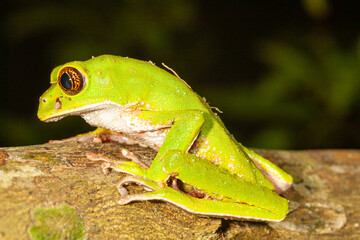 portrait of a green monkey tree frog