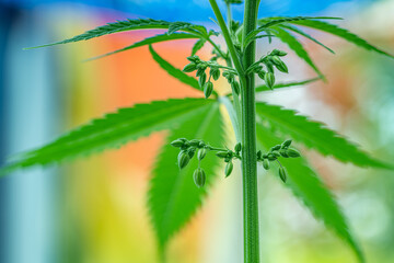 Male Cannabis Pollen sacs landscape