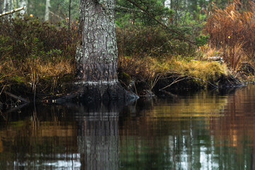 forest lake shore with  fog at sunset