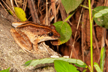 Leopard Frog on a log