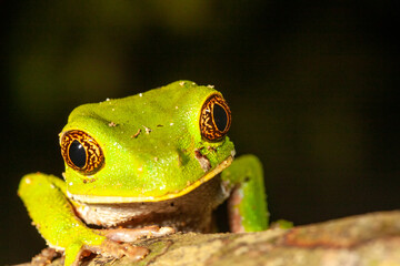 Fototapeta premium portrait of a green monkey tree frog