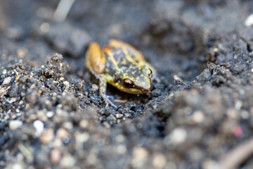 frog on the ground