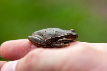 tree frog in hand