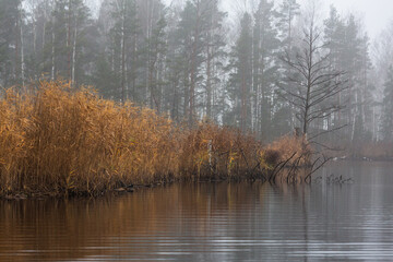 forest lake shore with  fog at sunset © EriksZ