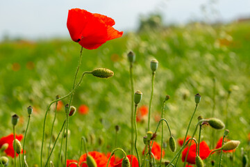 gentle red poppies on the plain on a beautiful summer day