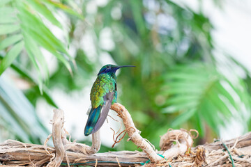 hummingbird resting on a branch