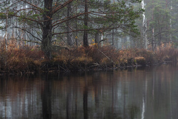 Obraz premium forest lake shore with fog at sunset