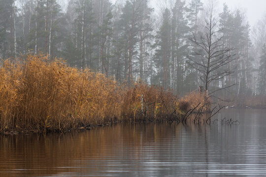 forest lake shore with  fog at sunset