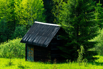 Fototapeta na wymiar wooden cottage on the mountain between fir trees