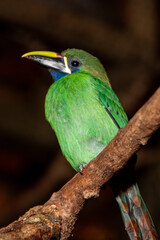 lilac breasted Tucan