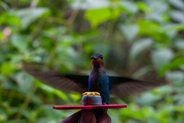 hummingbird in flight