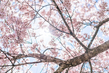桜の風景