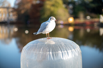 seagull on the pier