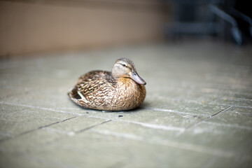 portrait of a duck