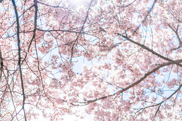 Obraz premium 桜の風景