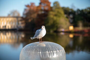 seagull on the pier