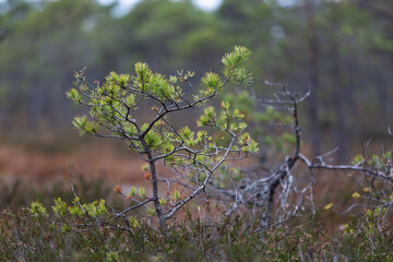 Swamp forest  with the surrounding environment