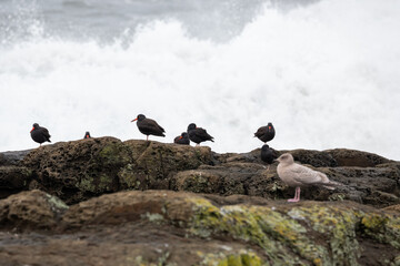 seagull on rocks