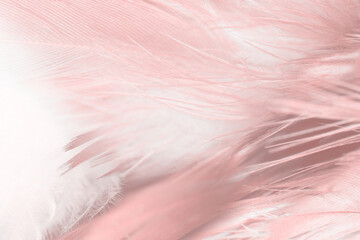 Beautiful  pink feather pattern texture background