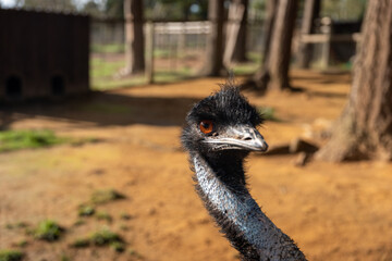 portrait of a emu