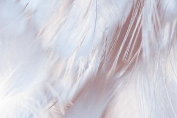 Beautiful violet feather wool plume pattern texture background , pastel color style