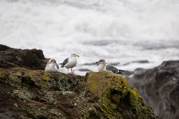 seagull on the rocks