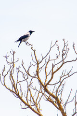 Magpie on tree