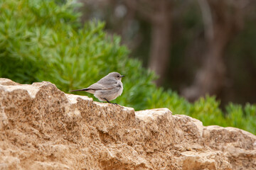 sparrow on a rock