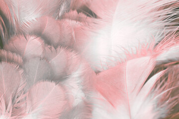 Beautiful  pink feather pattern texture background