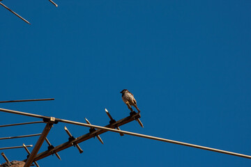 bird on a wire