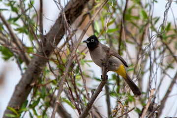 great tit parus major