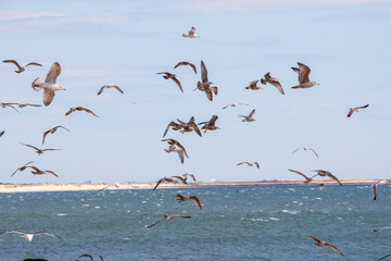 flock of seagulls on the beach