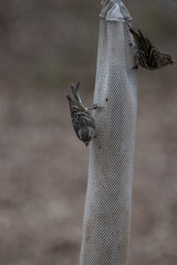 sparrows feeding