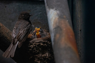 portrait of a black bird with chicks