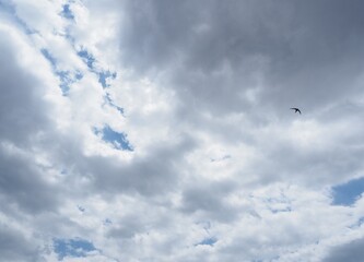 p&aacute;jaro volando en el cielo azul con nubes blancas