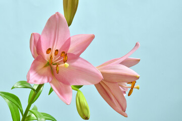 Fototapeta na wymiar Pink lilies on a blue background