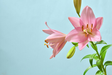 Obraz premium Pink lilies on a blue background