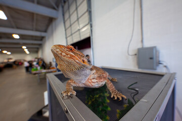 bearded dragon