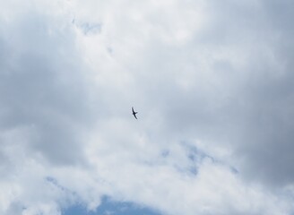 pájaro volando en el cielo azul con nubes blancas
