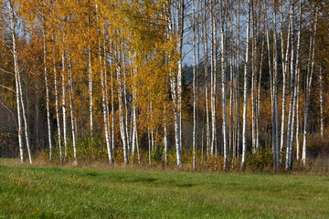 Autumn in Karula national park