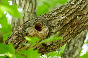 Obraz premium Fresh green forest (photographed in June), Obihiro Green Park, Hokkaido, Japan