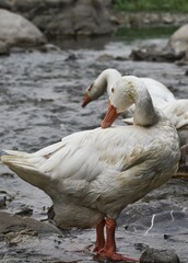 close up portrait of a duck on the water