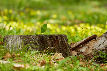 Fresh green forest (photographed  in June), Obihiro Green Park, Hokkaido, Japan