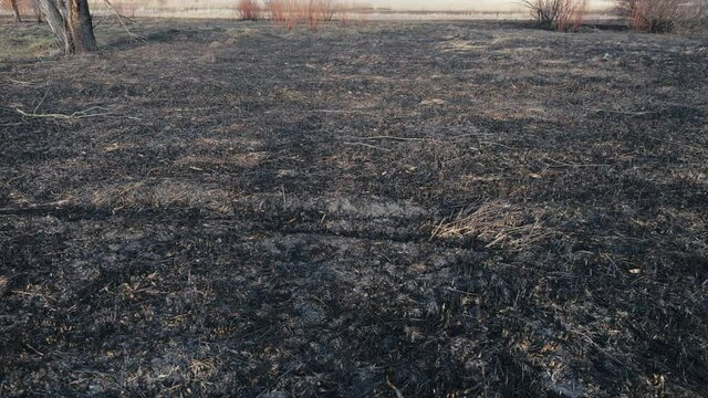 Cinematic moving shot of scorched earth and burnt grass in a field in sunny weather with reflection of the operator&rsquo;s shadow. Ashes from the fire and black grass after the fire. Disaster in nature.