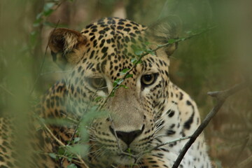 Fototapeta na wymiar Face of the Leopard at a National Park of Sri Lanka