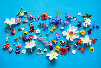 Fototapeta na wymiar beautiful flowers on the blue background