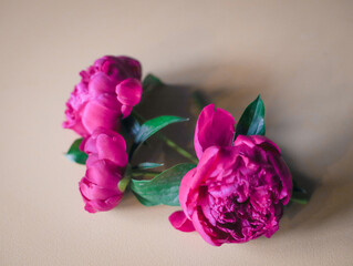 bouquet of pink peonies