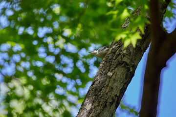 Young bird of the  Eurasian nuthatch hidden in the shade of fresh green trees in june, hokkaido, japan