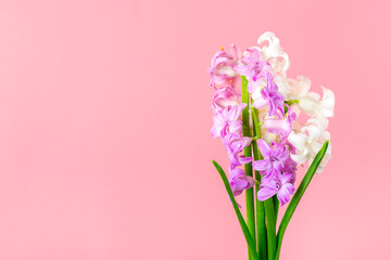 bouquet of spring flowers of white and lilac hyacinths isolated on pink background Top view Flat lay Holiday card Hello spring concept