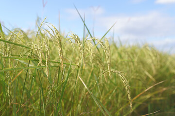 Full grown yellow rice field ready to harvest